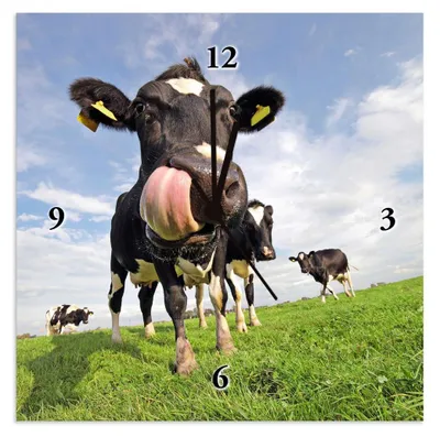 Produktbild von ARTland Wanduhr auf Alu Quarzuhr - schwarzer Zeiger Holstein-Kuh mit gewaltiger Zunge Größe: 30x30 cm