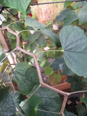 Produktbild von Kanadischer Judasbaum Zig Zag - Cercis canadensis - 150-175cm - Rarität -