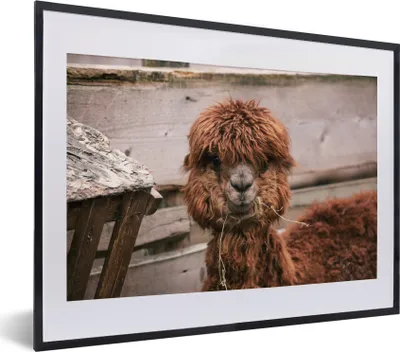 Produktbild von MuchoWow® MuchoWow® Gerahmtes Poster Alpaka - Tiere - Fell 40x30 cm - Poster mit zchwarzem Bilderrahmen - Bilderrahmen - Poster im Rahmen