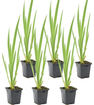 Zdjęcie produktu dla Bloomique - Zestaw 6 szt. - Iris Pseudacorus - Kosaciec żółty - Rośliny do oczek wodnych - Rośliny wodne - Odporne na zimę - Wysokość 20-30 cm - Doniczka 9 cm
