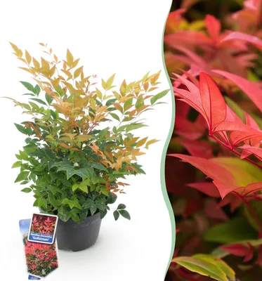 Image de Green boutiQ - Plante de jardin - Nandina Gulfstream - Orange - 1 plante - À feuillage persistant - Peu d'entretien - Pot de 17 cm, hauteur 45 cm