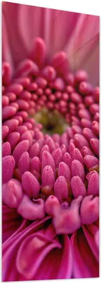 Produktbild von Glasbild 40x100cm in XXL für Wohnzimmer, Schlafzimmer Motiv Nahaufnahme Blume