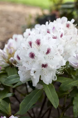 Produktbild von Rhododendron Hybr. 'Schneebukett', weiß, 40–50 cm
