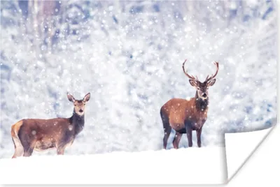 Produktbild von MuchoWow® Poster Hirsche - Tiere - Schnee 60x40 cm - Schlafzimmerdekoration