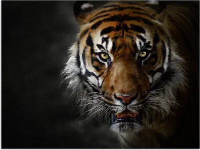 Produktbild von MuchoWow® Poster Tiger - Tier - Raubtier 160x120 cm - Foto Plakat