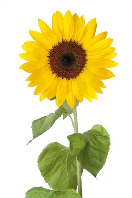 Produktbild von Wallario Poster - Sonnenblume, Kunstdruck Größe: 61 x 91,50 cm