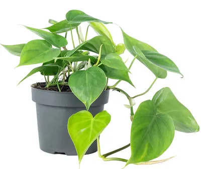 Produktbild von Baumfreund - pflegeleichte Zimmerpflanze, Philodendron scandens - Höhe ca. 20 cm, Topf-Ø 12 cm