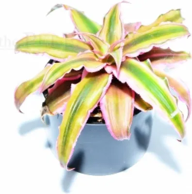 Immagine prodotto di Marciume del Cryptanthus