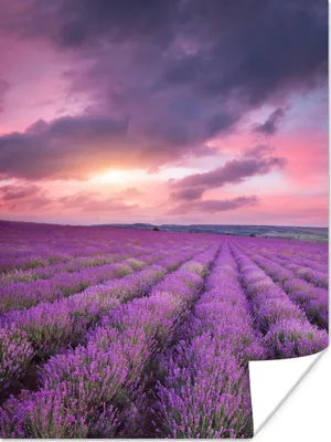 Produktbild von MuchoWow® Poster Lavendel - Lila - Wolken - Blumen 90x120 cm - Wohnzimmer