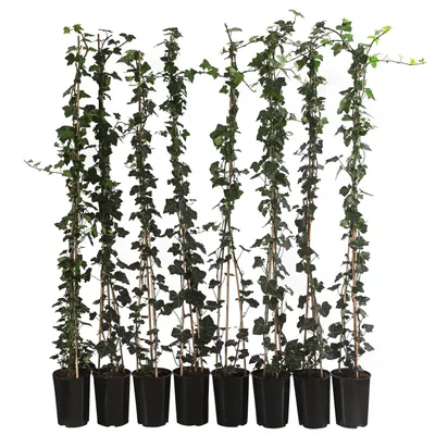 Produktbild von Dehner Großblättriger Efeu Hibernica, für 2 Meter Hecke, ca. 120 cm, 8 x 3 l Topf, Heckenpflanze