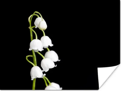 Produktbild von MuchoWow® Poster Maiglöckchen - Blumen - Schwarz - Flora 80x60 cm - Kunst für zu Hause