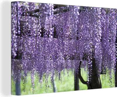 Produktbild von OneMillionCanvasses® - Leinwandbilder - 140x90 cm, Lila Glyzinie mit grünem Hintergrund, Wandbilder Kunstdruck Wanddekoration