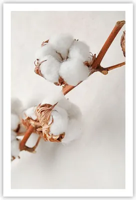Produktbild von Poster - Poster ohne Rahmen - Baumwolle Makro Zweig - 61x91,5 cm - Wand Bild - Wanddeko - Wandbilder - Kunstposter - Wandposter - Bilder - Kunstdruck - Wanddekoration - Wandbild - P2XPA61x91-4835
