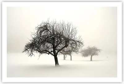 Produktbild von Poster - Poster ohne Rahmen - Bäume Schnee Nebel - 91,5x61 cm - Wand Bild - Wanddeko - Wandbilder - Kunstposter - Wandposter - Bilder - Kunstdruck - Wanddekoration - Wandbild - P2XAA91x61-4136