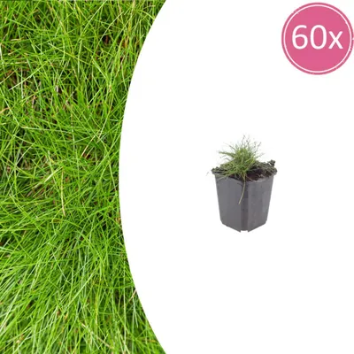 Produktbild von Festuca gautieri | 60 Stück - 10-25cm - Ø9cm - Gartenpflanze