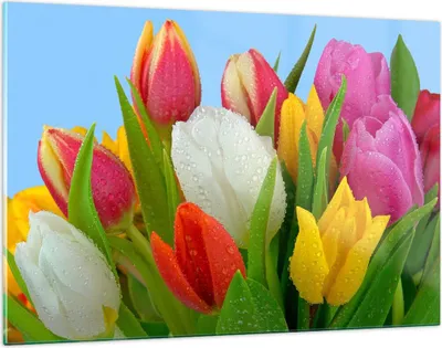 Produktbild von Bilder auf glas - Tulpen Blumenstrauß Blumen Tau - 120x80cm - Glasbilder - Wandbilder - Kunstdruck - zum Aufhängen bereit - Wanddekoration aus Glas - Glas Bilder - Wandbild auf Glas - GAA120x80-2526