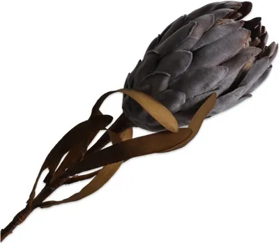 Produktbild von Silk-ka Künstliche Blume – Seidenblume Protea-Stiel Grau 62 cm