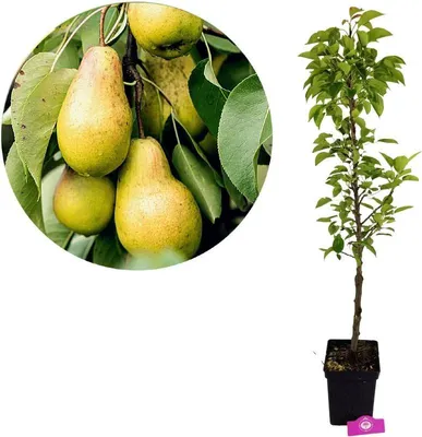 Obrázok produktu pre Pyrus communis 'Lisanne', stĺpovitá hruška, výška 100 cm, 5-litrový kvetináč