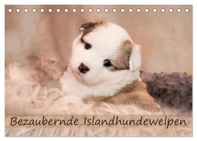Produktbild von Bezaubernde Islandhundewelpen (Tischkalender 2027 DIN A5 quer), CALVENDO Monatskalender