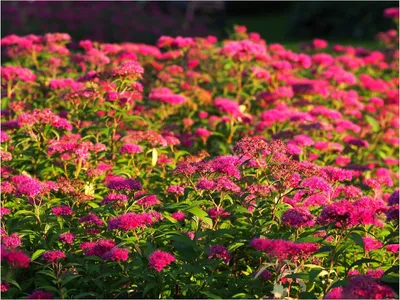Produktbild von Stauden Gänge 1 x Spiraea japonica 'Anthony Waterer' - Rote Sommerspiere- Pflegeleicht und voller Farbenfreude - Blühende Hecke - Heckenpflanze