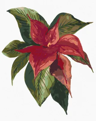 Produktbild von Zuty - Malen nach Zahlen - WEIHNACHTSSTERN BLUME (ALEXANDRIA GILBERT), 40x50 cm, ohne Keilrahmen