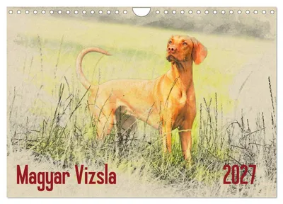 Produktbild von Magyar Vizsla 2027 (Wandkalender 2027 DIN A4 quer), CALVENDO Monatskalender