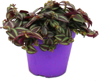 Produktbild von Tradescantia Purple Passion - Dreimasterblume mit lila Blättern - 12cm Topf