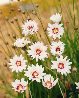 Produktbild von Catananche caerulea 'Alba', weiße Blüten, ca. 9x9 cm Topf