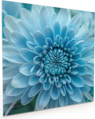 Produktbild von Küchenrückwand Spritzschutz Glas mit Motiv Blaue Blume 40 x 40 cm