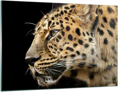 Produktbild von Bilder auf glas - Tiere Leopard wilde Katze wilde Tiere - 120x80cm - Glasbilder - Wandbilder - Kunstdruck - Wanddekoration aus Glas - Glas Bilder - Wandbild auf Glas - GAA120x80-0433