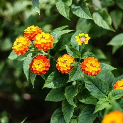Image de Lantana (Lantana camara)  - 20 plants