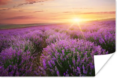Produktbild von MuchoWow® Poster Lavendel - Sonne - Blumen 60x40 cm - Schlafzimmerdekoration
