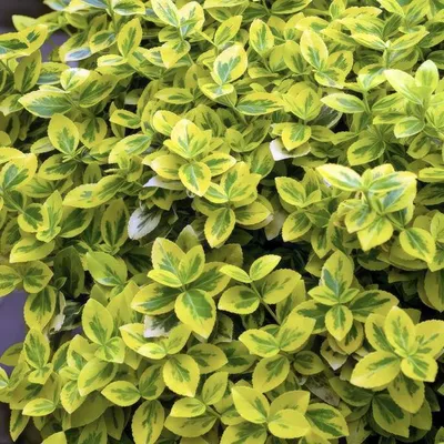 Produktbild von Spindelstrauch Euonymus fortunei 'Emerald 'n Gold' 12 Pflanzen 10-25cm Ø9cm