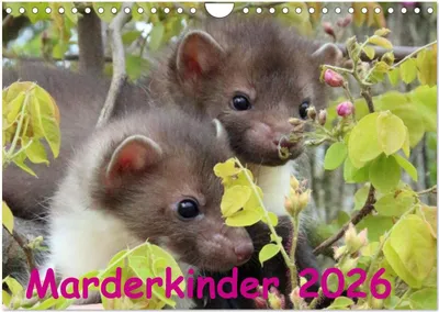 Produktbild von Marderkinder (Wandkalender 2026 DIN A4 quer), CALVENDO Monatskalender