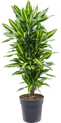 Obrázok produktu pre Gardners Dracaena fragrans Cintho, priemer 27 cm