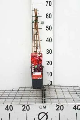 Obrázok produktu pre Parthenocissus quinquefolia - Virgínia-Wein 50-60 cm | Topf