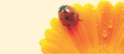 Produktbild von Motivpapier Briefpapier (Blumen-5074, DIN A4 100 Blatt) Marienkäfer auf Gerbera Glück rot gelb orange schwarz