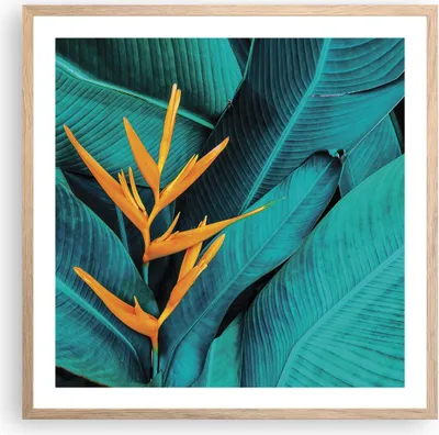 Produktbild von Gerahmtes Poster - Rahmen in heller Eiche - Blumen Tropen Blätter - 60x60 cm - Wand Bild - Wanddeko - Wandbilder - Kunstposter - Wandposter - Bilderrahmen - Bilder - Kunstdruck - P2NAC60x60-5116