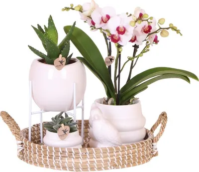 Produktbild von Geschenkset Large White – Gibraltar Orchidee Ø9cm + 2 Grünpflanzen – Bubble-Übertöpfe Ø9cm/Ø6cm + Bowl-Übertopf – mit weißem Ständer & Korbtablett – frisch vom Züchter