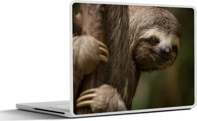 Produktbild von MuchoWow® Laptop Aufkleber Sticker Cover Ein Faultier in den Bäumen schaut in die Kamera 40x30 cm - Laptop Dekoration - Selbstklebend