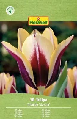 Obrázek produktu pro Tulipány FloraSelf 'Gavota' 11/12 10 ks