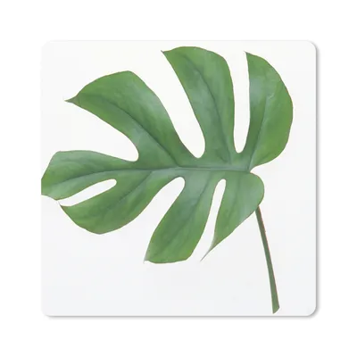 Produktbild von MuchoWow® Mauspad Mousepad Botanisches Blatt auf weißem Hintergrund 20x20 cm - Mousepads - Maus Mat - Pad - Mausunterlage - Desk Mat - Bureauartikeln