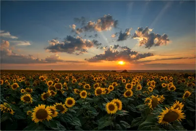 Produktbild von Wallario Premium Vliestapete Fototapete Sonnenblumenwiese vor Wolken mit Sonnenuntergang in der Größe 400 x 267 cm, extra dick, wird in 5 Teilen geliefert