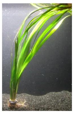 Produktbild von Vallisneria americana gigantea/Riesenvallisneria im Bund