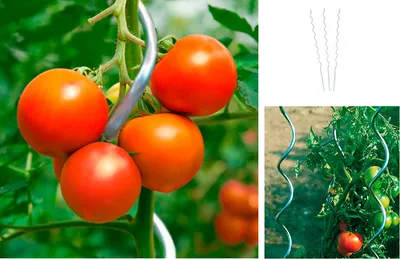 Produktbild von 10er Set Tomatenspiralstab 170 cm, Tomaten Spiralstab Rankspirale Pflanzstab Verzinkt
