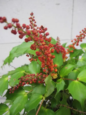 Produktbild von Mahonia nitens Cabaret - Orangeblühende Mahonie Cabaret 25-30