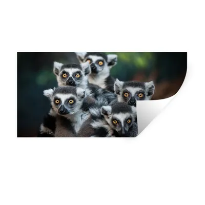 Produktbild von MuchoWow® Wandtattoo Wandsticker Wandaufkleber Affen - Tiere - Ringelschwanzlemuren 40x20 cm Selbstklebend und Repositionierbar - Aufkleber