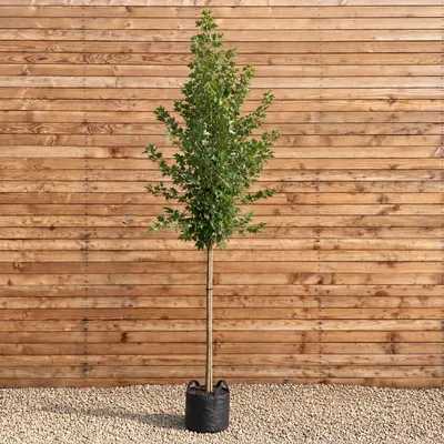 Produktbild von Rot-Ahorn Karpick Hochstamm 300-350 cm, Stammumfang 12-14 cm - Acer rubrum Hochstamm