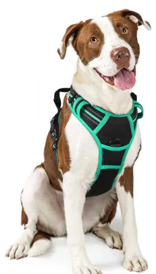Produktbild von Hundegeschirr für große Hunde, schwarz und mintgrün