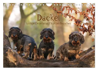 Produktbild von Dackel - lustige Gesellen auf kurzen Beinchen (Wandkalender 2026 DIN A4 quer), CALVENDO Monatskalender